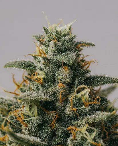 Critical x Mazar Autoflower Seeds