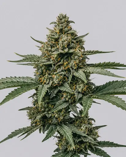 Deep Chunk Seeds