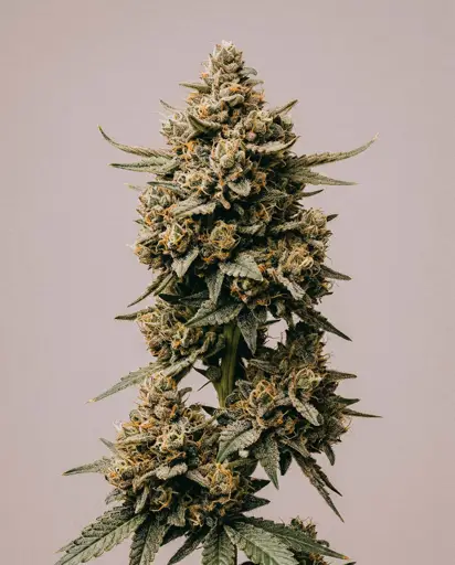 Dosed Chocolate Chips Seeds