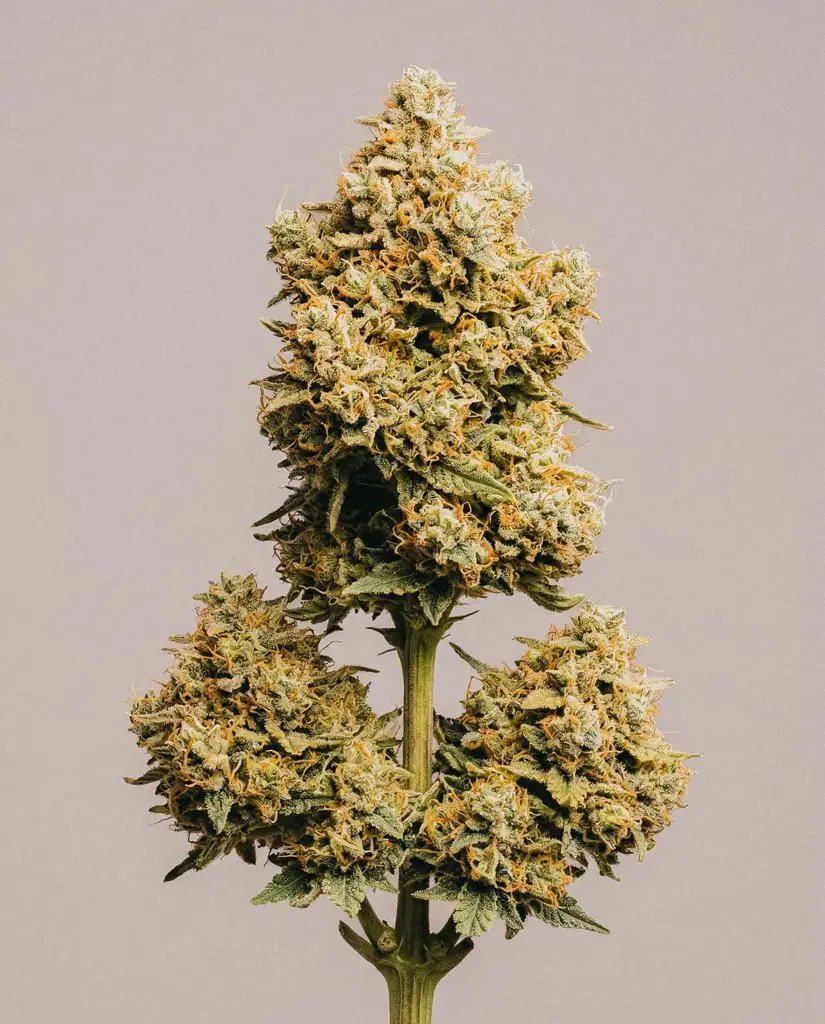 Exodus Cheese Autoflower Seeds