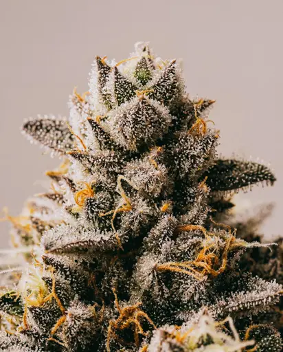 Fatso Autoflower Seeds