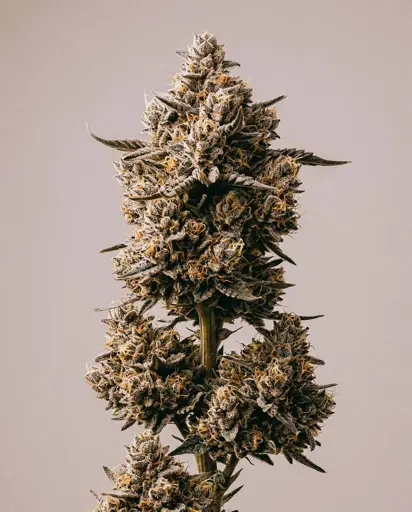 Fatso Autoflower Seeds