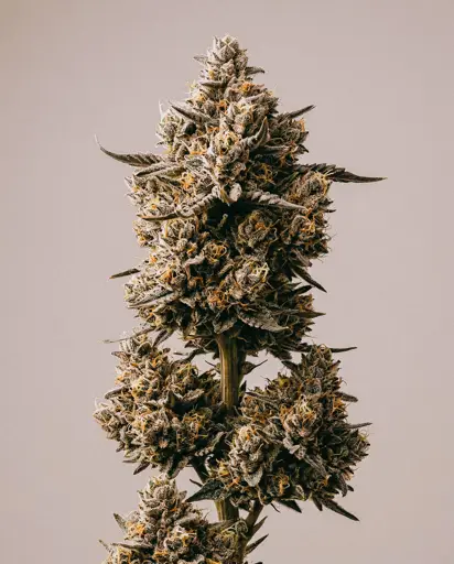 Fatso Autoflower Seeds