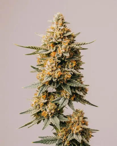 Frosted Oranges Seeds