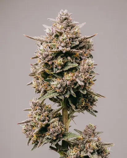 Fruit Pie Autoflower Seeds