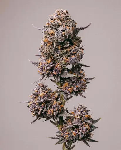 Galactic Grape Guava Seeds | ILGM