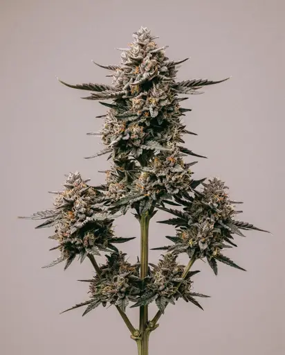 Gary Payton Autoflower Seeds