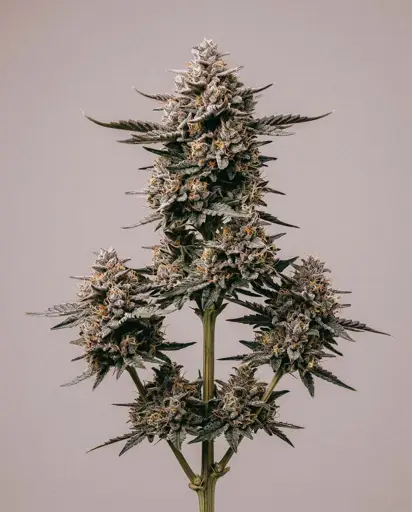 Gary Payton Autoflower Seeds