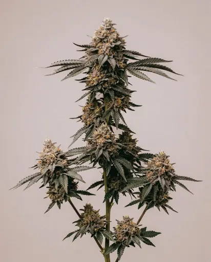 Gelato Sherbet Seeds