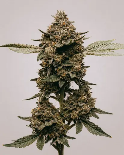 GMO x Double Burger Seeds