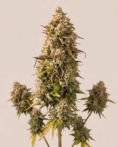 Grapericot Pie Autoflower Seeds