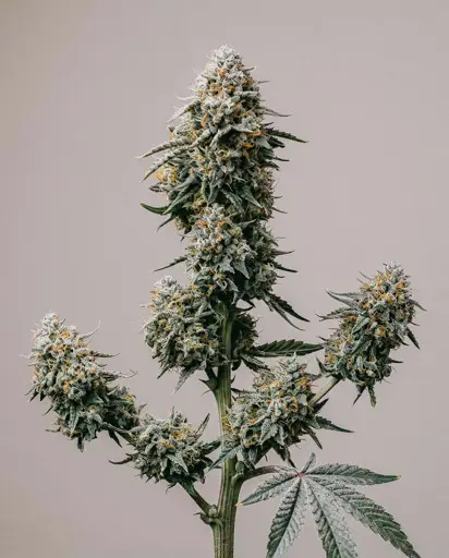 Gravenstein OG Autoflower Seeds