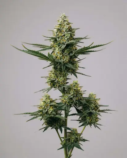 Green Crack x Somango Seeds