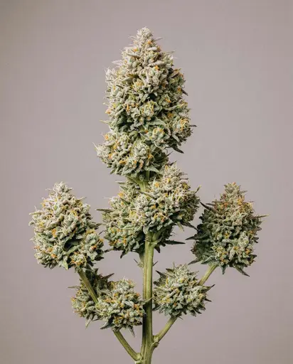 Gummibears Autoflower Seeds