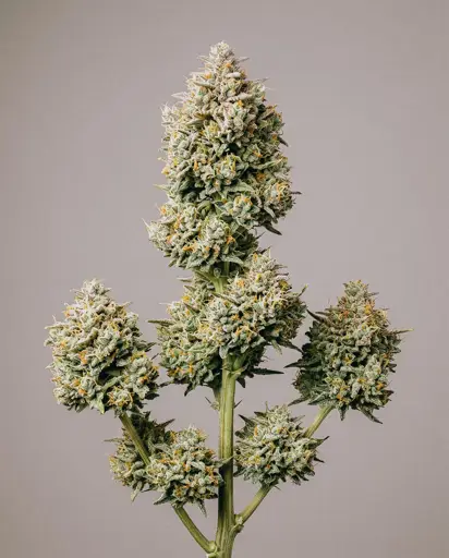 Gummibears Autoflower Seeds