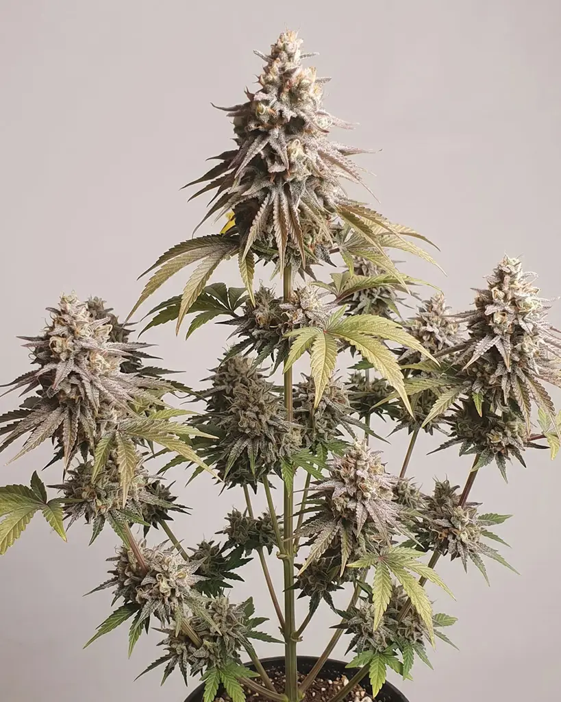 Gushers Autoflower Seeds