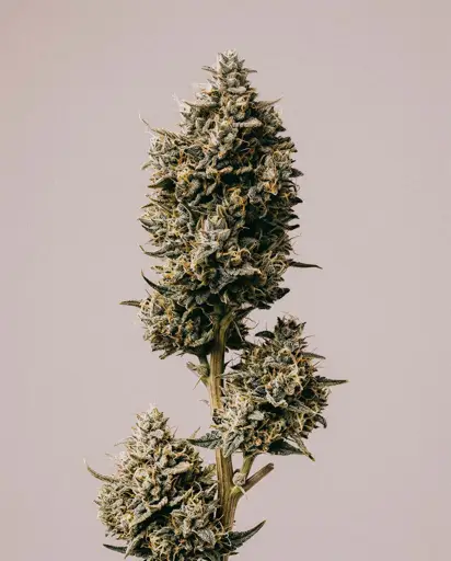 Larry Bird Seeds