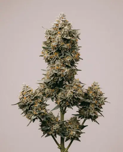 Laundry Shaman Seeds