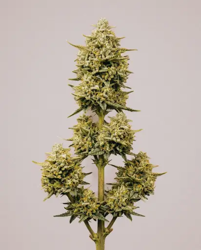 Lemon Pie Autoflower Seeds