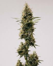 Northern Lights #10 x Amnesia <mark>Haze</mark> Seeds