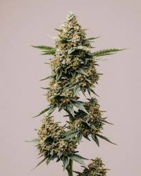 OG <mark>Kush</mark> Fast Version Seeds