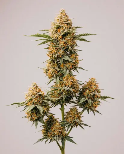 Orange x Skunk Seeds