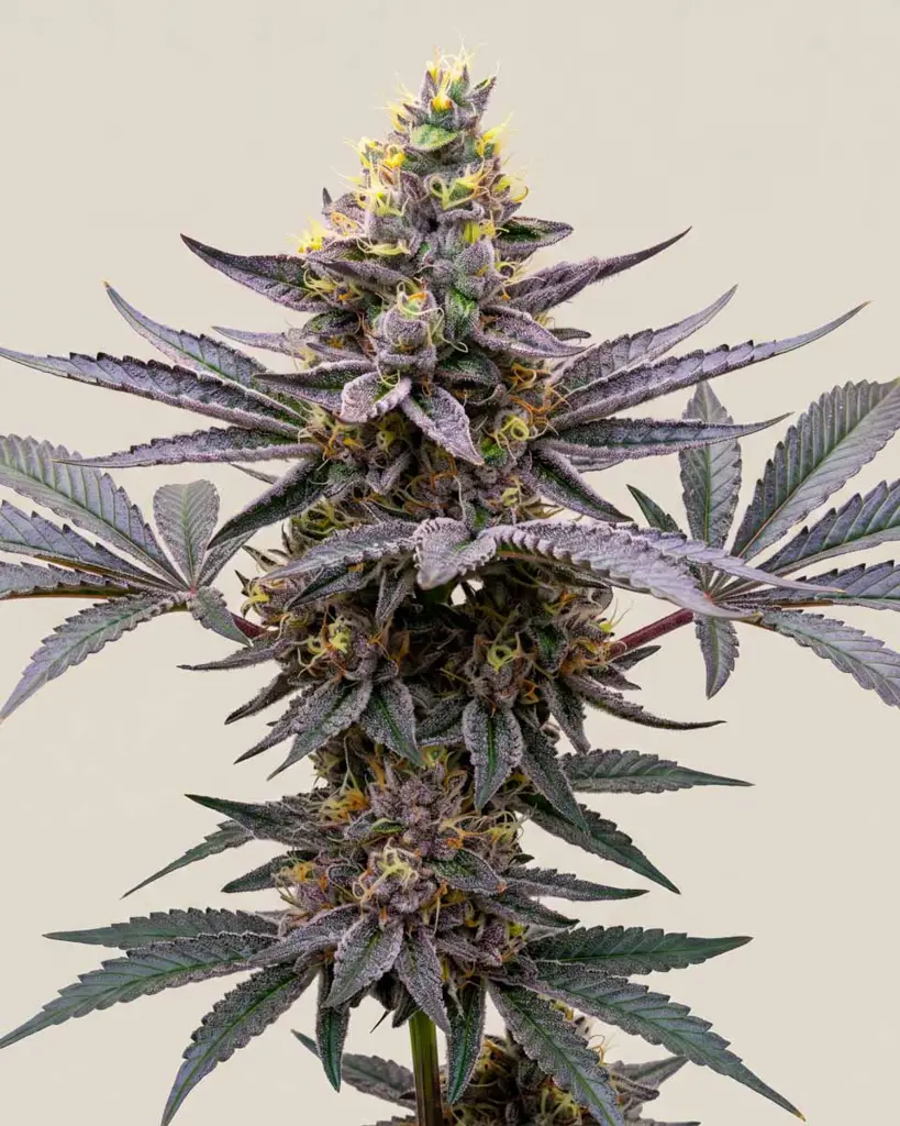 Purple Punch Seeds
