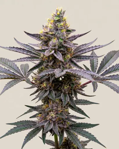 Purple Punch Seeds