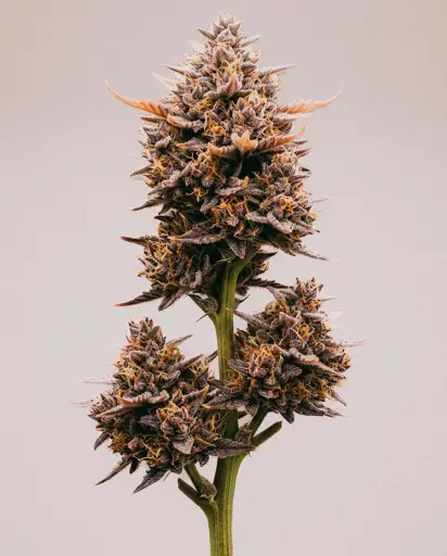 Purple Sunset Autoflower Seeds