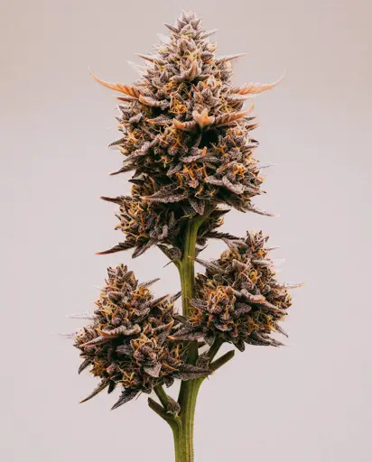 Purple Sunset Autoflower Seeds