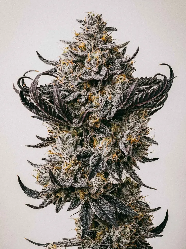 Purple Punch Seeds