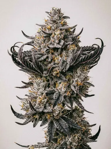 Purple Punch Seeds