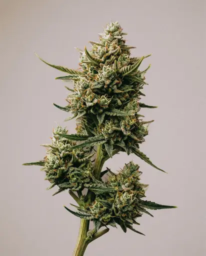 Raspberry Cough Autoflower Seeds