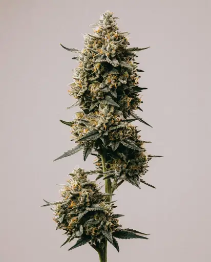 Royal Jack Autoflower Seeds
