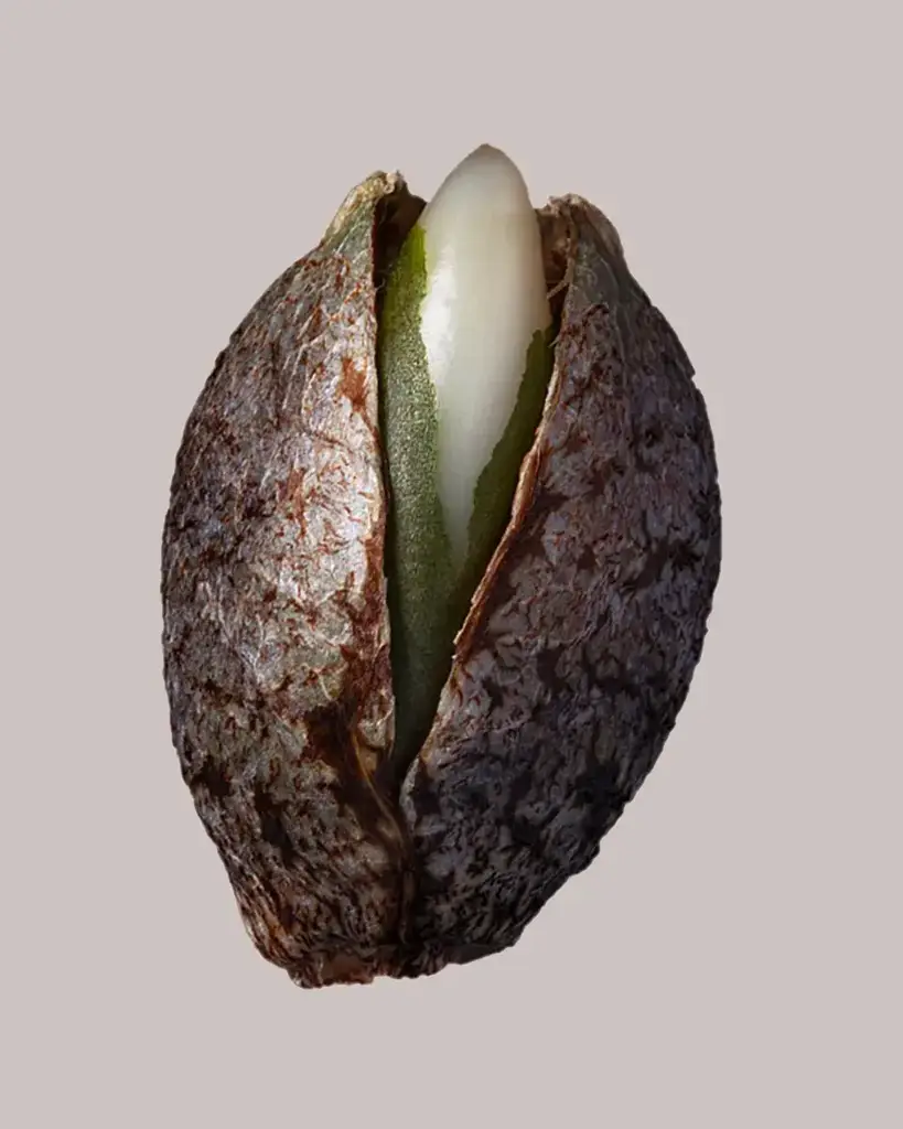 Lemon Cherry Gelato Seeds | ILGM