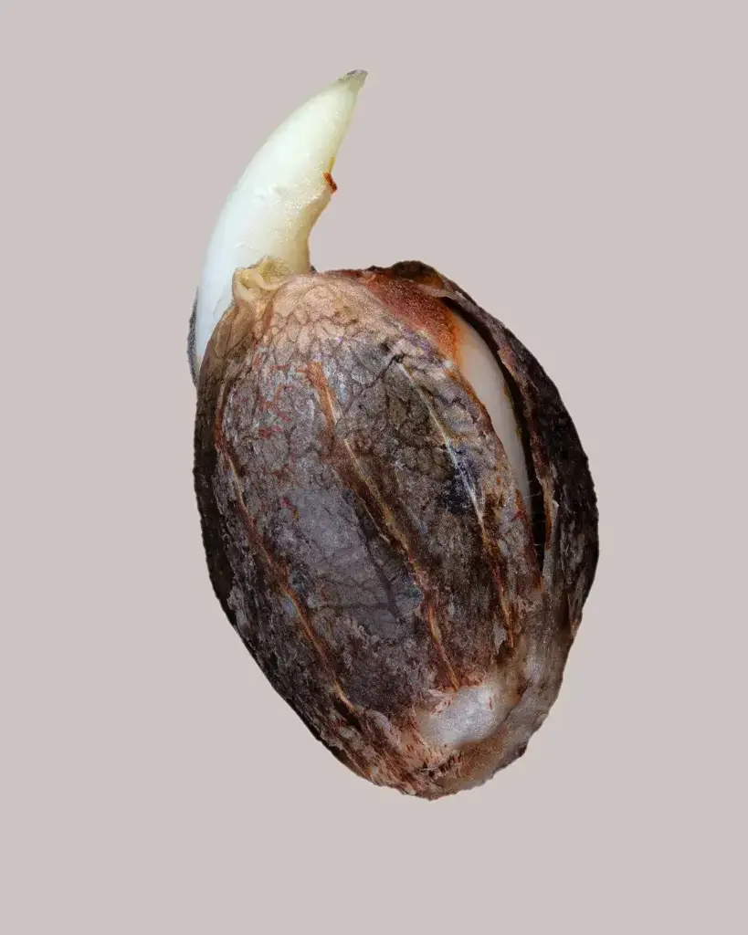 Lemon Cherry Gelato Seeds | ILGM
