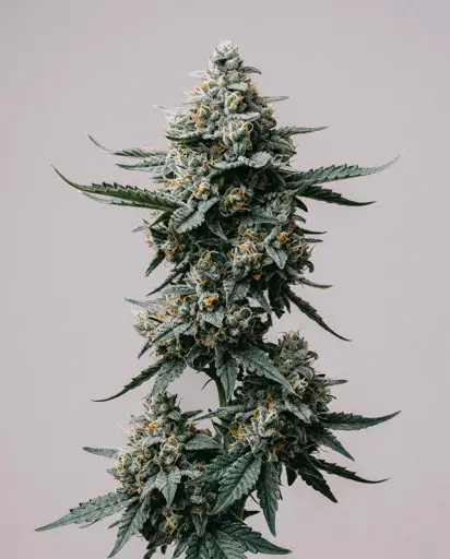 Skunk Fast Version Seeds
