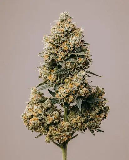 Somango Autoflower Seeds