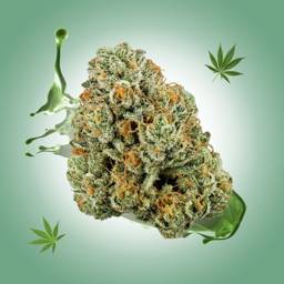 <mark>Sour</mark> <mark>Diesel</mark> THCa Flower