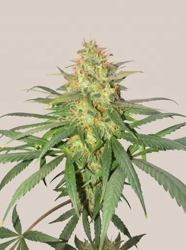 Strawberry Cough Seeds