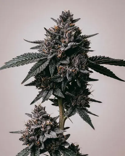 Sugar Black Rose Seeds