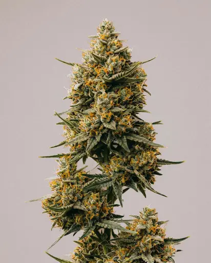 Tangerine Punch Seeds