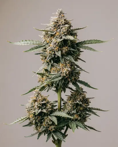 Triple XL Autoflower Seeds