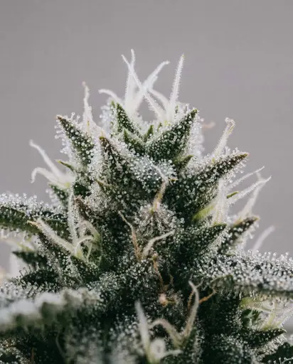 White Wedding Autoflower Seeds