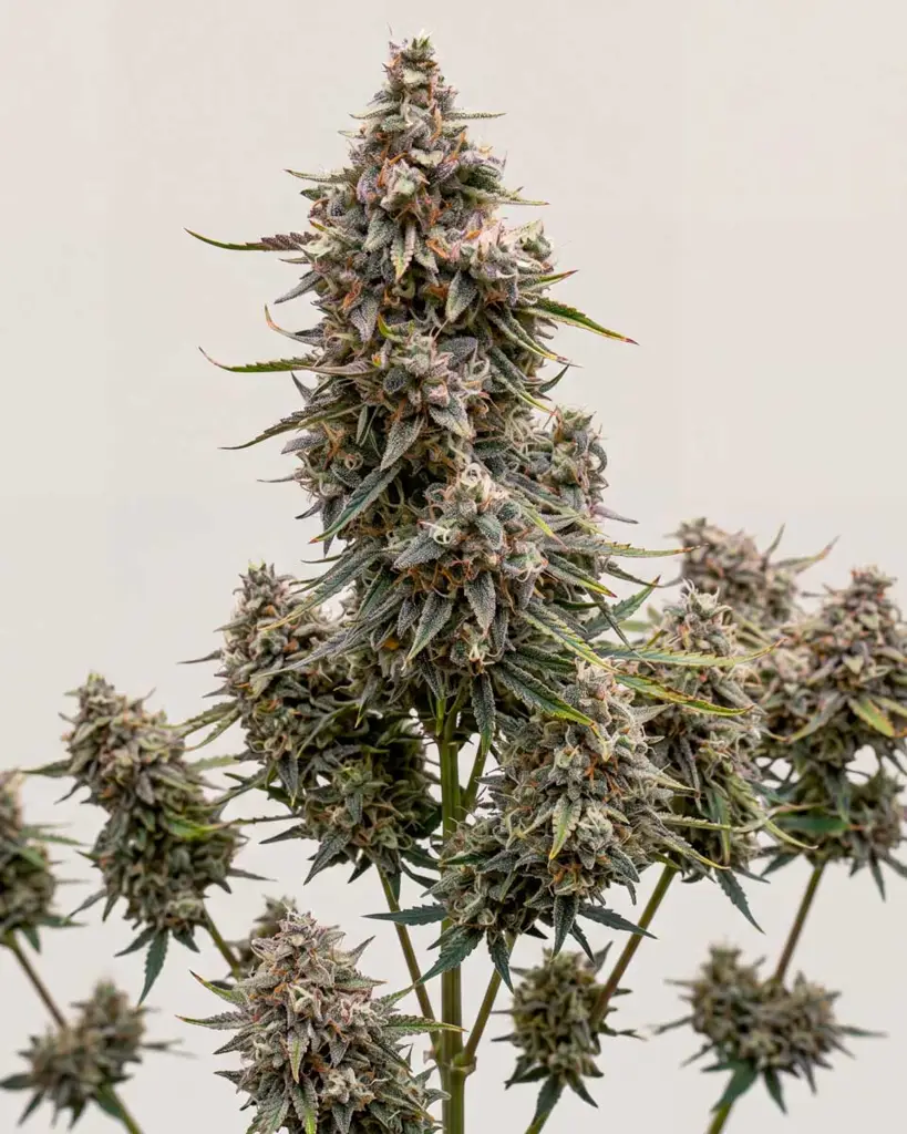 Zkittlez Autoflower Seeds