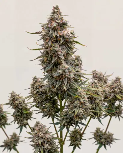 Zkittlez Autoflower Seeds