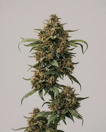 Zookies Autoflower Seeds