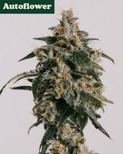 Jack Herer Autoflower Seeds