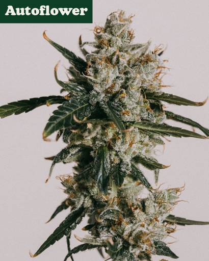 White Widow Autoflower Seeds