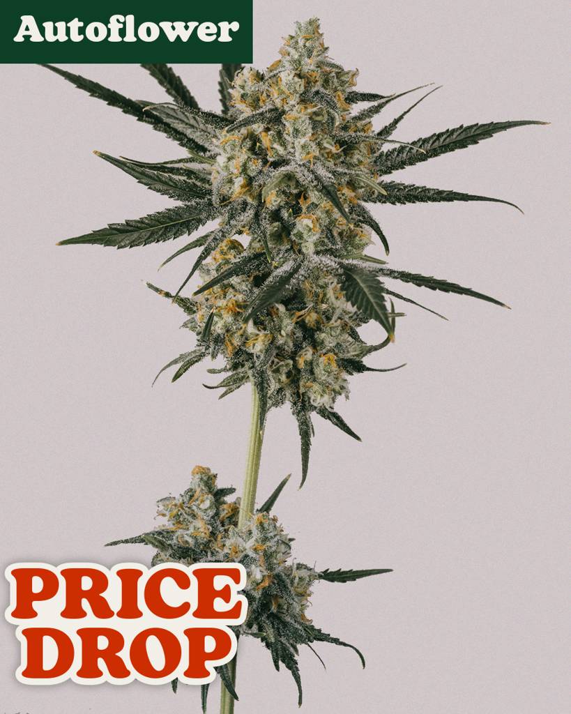 Blue Dream Autoflower Seeds